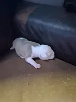 She-Ra, a female American Bully for sale in Killeen, TX – 9 of 9