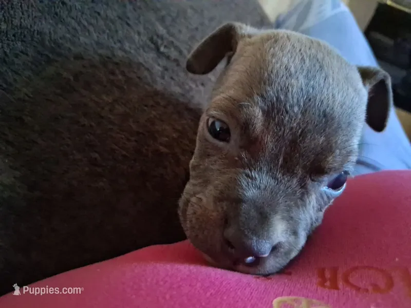 Lueffy, a male American Bully for sale in Killeen, TX – 1 of 3