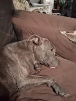 Ariella, a female American Bully for sale in Killeen, TX – 2 of 2