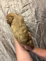 Cooper, a male Cavapoo for sale in Laurel, MS – 2 of 2