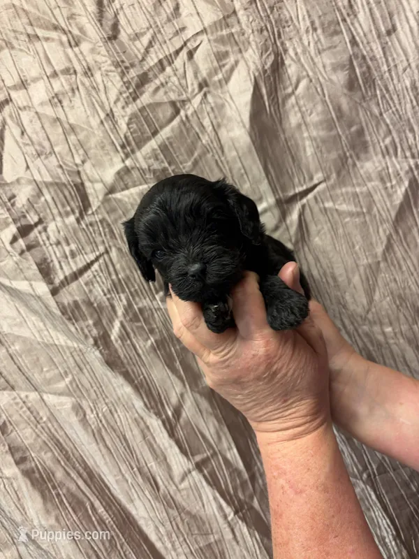 Duke – Cavapoo puppy for sale in Laurel, MS
