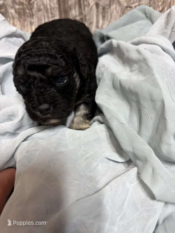 Tanner – Yorkipoo puppy for sale in Laurel, MS
