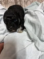 Tanner, a male Yorkipoo for sale in Laurel, MS – 1 of 2