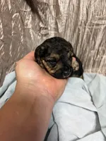 Sammy , a male Yorkipoo for sale in Laurel, MS – 2 of 2