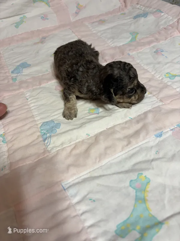 Daisy – Yorkipoo puppy for sale in Laurel, MS