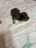 Daisy, a female Yorkipoo for sale in Laurel, MS – 1 of 3