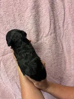 Cassie, a female Cavapoo for sale in Laurel, MS – 2 of 2