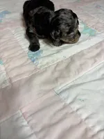 Pansy, a female Yorkipoo for sale in Laurel, MS – 3 of 3