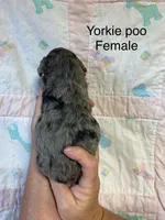 prissy, a female Yorkipoo for sale in Laurel, MS – Photo 2 of 2