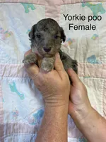 prissy, a female Yorkipoo for sale in Laurel, MS – Photo 1 of 2