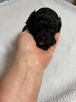 Duke, a female Yorkipoo for sale in Laurel, MS – 2 of 3
