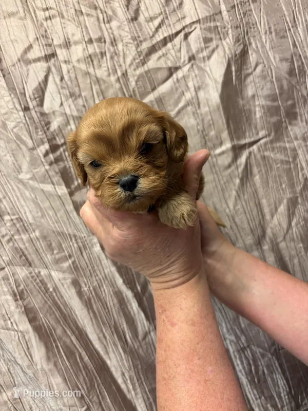 Cooper – Cavapoo puppy for sale in Laurel, MS