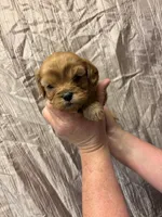 Cooper, a male Cavapoo for sale in Laurel, MS – 1 of 2