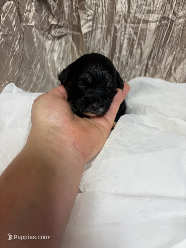 Riley – Yorkipoo puppy for sale in Laurel, MS
