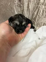Sally , a female Yorkipoo for sale in Laurel, MS – 1 of 2