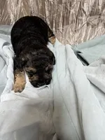 Sammy , a male Yorkipoo for sale in Laurel, MS – 1 of 2