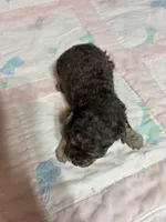 Daisy, a female Yorkipoo for sale in Laurel, MS – 3 of 3
