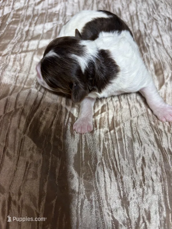 Ava – Shihpoo puppy for sale in Laurel, MS