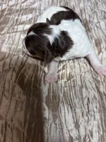 Ava, a female Shihpoo for sale in Laurel, MS – 1 of 2