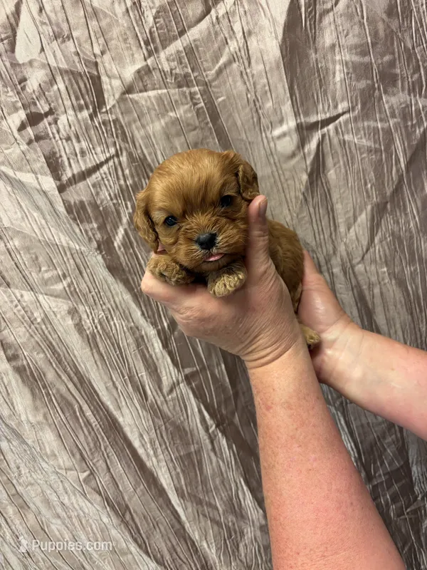 Russ – Cavapoo puppy for sale in Laurel, MS