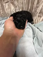 Tanner, a male Yorkipoo for sale in Laurel, MS – 2 of 2