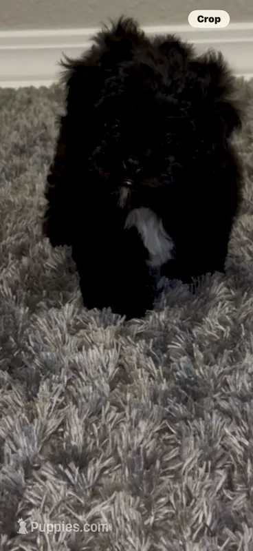 Bear – Shihpoo puppy for sale in Laurel, MS