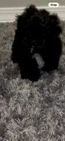 Bear, a male Shihpoo for sale in Laurel, MS – 1 of 2