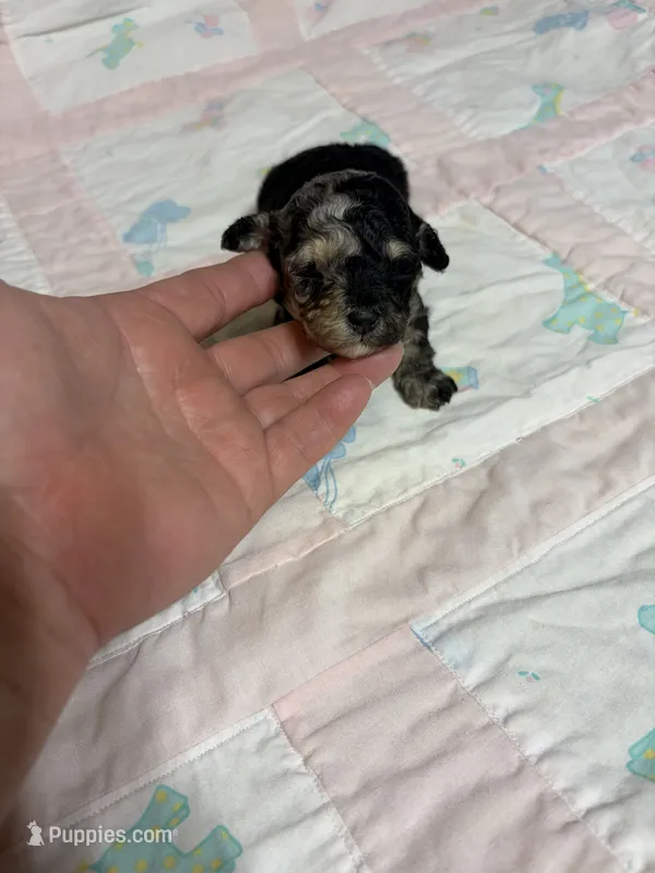 Pansy – Yorkipoo puppy for sale in Laurel, MS