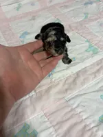 Pansy, a female Yorkipoo for sale in Laurel, MS – 1 of 3