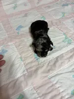 Pansy, a female Yorkipoo for sale in Laurel, MS – 2 of 3