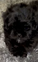 Bear, a male Shihpoo for sale in Laurel, MS – 2 of 2