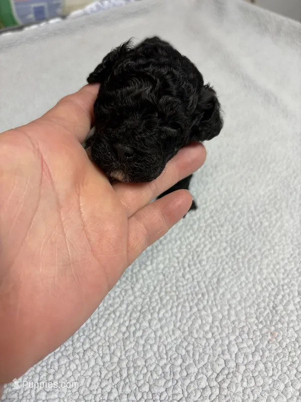 Duke – Yorkipoo puppy for sale in Laurel, MS