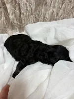 Riley, a female Yorkipoo for sale in Laurel, MS – 2 of 2