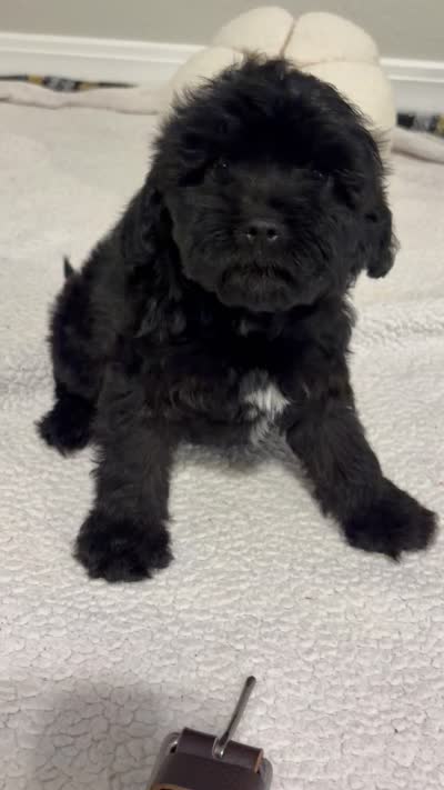 Cassie, a female Cavapoo for sale in Laurel, MS – 3 of 3