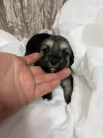 Lilly, a female Yorkipoo for sale in Laurel, MS – 2 of 2