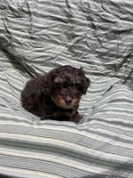 CODY, a male Cockapoo for sale in Laurel, MS – Photo 1 of 5