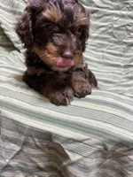 CODY, a male Cockapoo for sale in Laurel, MS – Photo 3 of 5