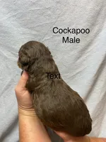 CODY, a male Cockapoo for sale in Laurel, MS – Photo 5 of 5