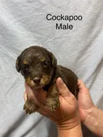 CODY, a male Cockapoo for sale in Laurel, MS – Photo 4 of 5