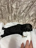 Sally , a female Yorkipoo for sale in Laurel, MS – 2 of 2