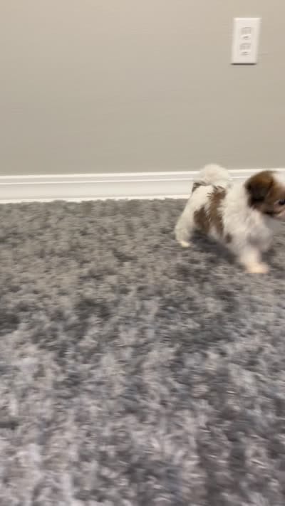 Miss Prius, a female Pekingese and Shih Tzu for sale in Laurel, MS – 2 of 2