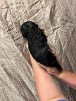 Guss, a male Cavapoo for sale in Laurel, MS – 2 of 2