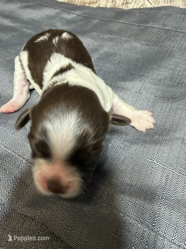 Jax – Shihpoo puppy for sale in Laurel, MS