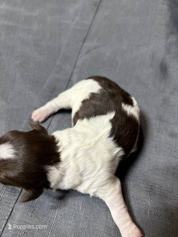 Rex – Shihpoo puppy for sale in Laurel, MS