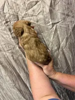 Russ, a male Cavapoo for sale in Laurel, MS – 2 of 2