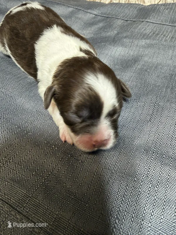 Tex – Shihpoo puppy for sale in Laurel, MS