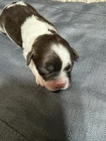 Tex, a male Shihpoo for sale in Laurel, MS – 1 of 2