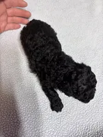 Duke, a female Yorkipoo for sale in Laurel, MS – 3 of 3