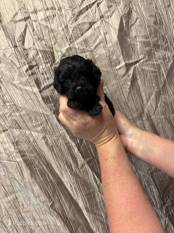 Guss – Cavapoo puppy for sale in Laurel, MS