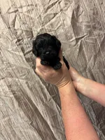 Guss, a male Cavapoo for sale in Laurel, MS – 1 of 2